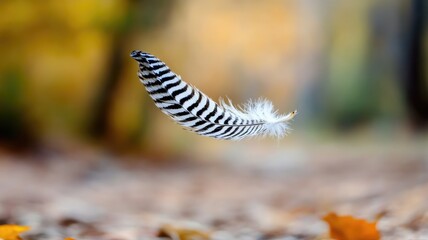 Wall Mural - floating striped feather in blurred autumn background