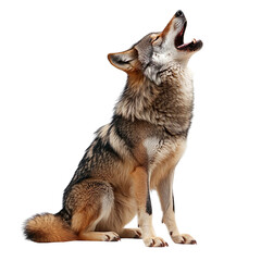 Aufkleber - Sitting howling wolf isolated on transparent background