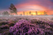 © Piotr Krzeslak - Field fuul of heather flowers in morning fog