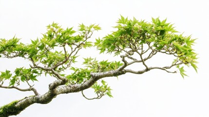 A tree with green leaves is shown in a white background