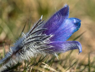 Wall Mural - greater pasqueflower in latin pulsatilla grandis