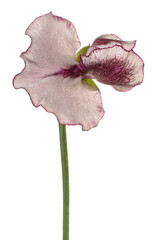 Wall Mural - sweetpea flower