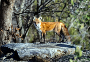 red fox in the wild