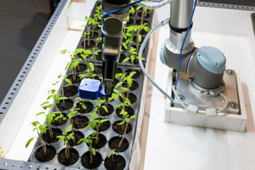 Aufkleber - A robot in a greenhouse evaluates the quality of tomato seedlings using a sensor. Smart farming