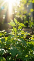 Wall Mural - Sunlit young plant seedling growing in garden.