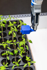 Aufkleber - A robot in a greenhouse evaluates the quality of tomato seedlings using a sensor. Smart farming