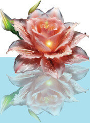 Wall Mural - single fine rose flower with reflection in blue background