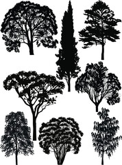 Wall Mural - different tree eight silhouettes isolated on white