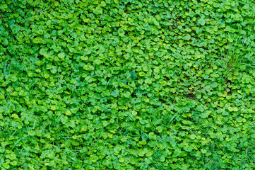 Wall Mural - Thickets of fresh green meadow grass.