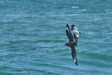 Magellanic Oystercatcher (Haematopus leucopodus) chasing a Falkland Skua (Catharacta antarctica) over the sea off the coast of Sea Lion Island in the Falkland Islands.