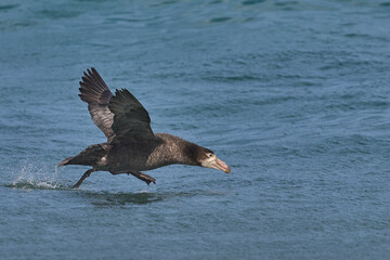 Wall Mural - Southern Giant Petrels (Macronectes giganteus) taking off from the sea on the coast of Sea Lion Island in the Falkland Islands.