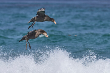 Wall Mural - Southern Giant Petrels (Macronectes giganteus) gather in the sea to feed on the carcass of an elephant seal pup on the coast of Sea Lion Island in the Falkland Islands.