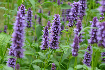 Wall Mural - Purple Mexican giant hyssop Agastache ‘Blackadder’ in flower.