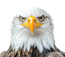 Majestic bald eagle with piercing eyes highlighting its strength and beauty isolated on transparent background