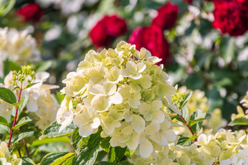 Wall Mural - Lush white and yellow hydrangea flowers in summer.