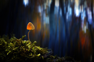 Wall Mural - A mushroom photographed in its habitat. Natural and aesthetic mushroom photograph. Nature background