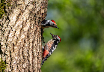 two birds Great Spotted Woodpecker sitting at a hollow in a tree with insects for chicks in their beaks