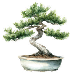 Wall Mural - A watercolor vector of a silver fir bonsai, isolated on a white background. Silver fir bonsai vector.
