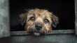 © Aazish Imago - A close-up of a brown mixed-breed dog with expressive eyes looking out from a dark space.