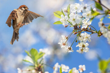 Wall Mural - bird sparrow chick flies in the spring garden over blossoming cherry branches spreading feathers and