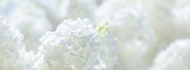 Wall Mural - bunches of white lilac blossoms on branches