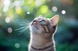 © Татьяна Евдокимова - European shorthair cat observing a dandelion seed flying in a spring garden, with blurred bokeh background
