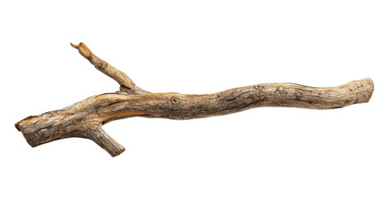 tree branch on transparent background