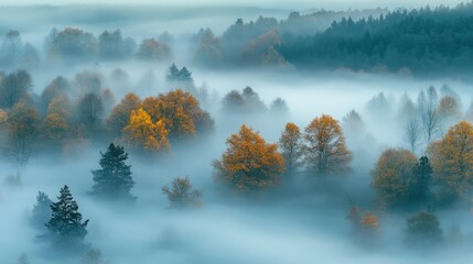 Wall Mural - as dawn breaks, a magical mist blankets the forest, shrouding the towering trees in mystery and crea