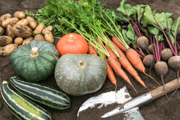 Wall Mural - Bunch of organic beetroot, zucchini, pumpkin and carrot, freshly harvested potato on soil in garden close-up. Autumn harvest of vegetables, farming