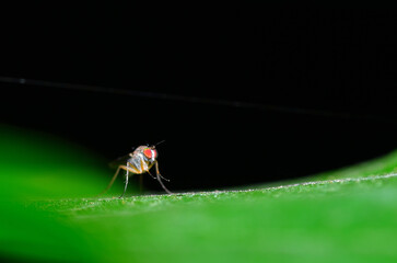 Wall Mural - small red- eyed insect on a leaf