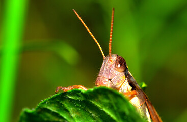 Wall Mural - grasshopper peeking out from behind a leaf