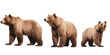 © PNG City - three brown grizzly bear  isolated on a white transparent background