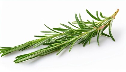 Fresh sprigs of rosemary on white background.