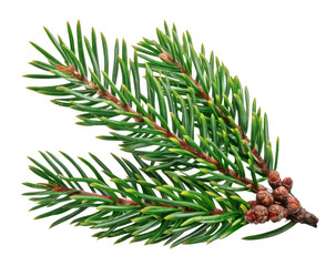 High-Quality PNG fir branch - lush green conifer sprig isolated