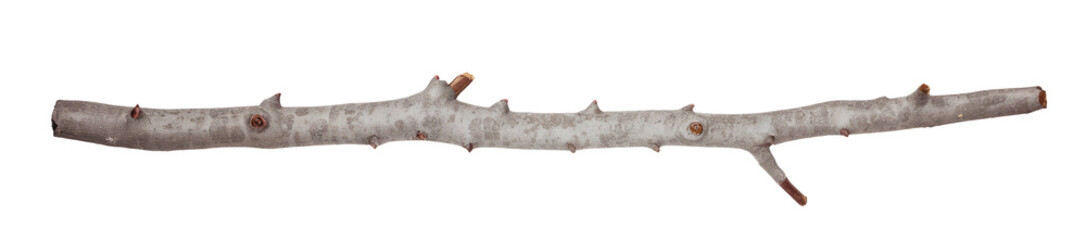 High-Quality PNG gray tree branch isolated on black