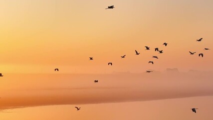 Wall Mural - Sunrise fog over the lake, migratory birds in winter