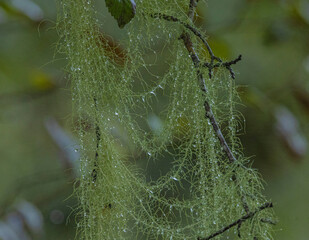 Lichen With Waterdrops