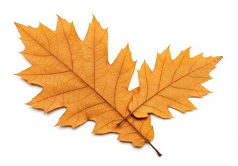 a pair of dried oak leaves with a warm orange-brown hue, showing their textured veins and natural ed