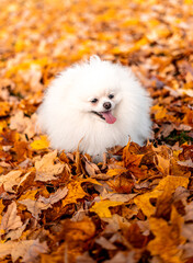  puppy in autumn leaves