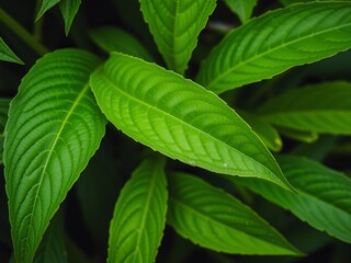 Wall Mural - Close-up shot of a fresh green leaf showcasing intricate veins and vibrant color variations, natural, background