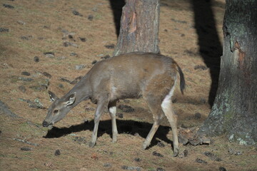 deer in the wild