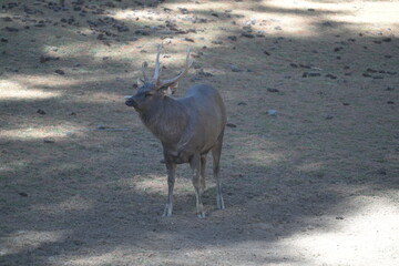 deer in the wild