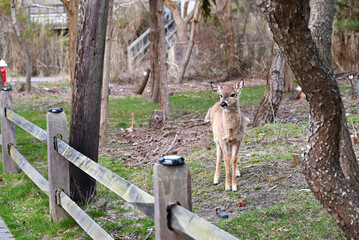 deer in the woods
