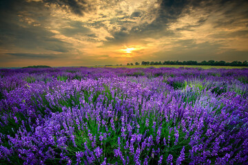 Wall Mural - Beautiful summer sunset over lavender field