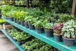 © Aether Pixels - Lush Green Plants in Pots Displayed on Shelves at a Garden Center or Nursery