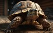 © KHAIDIR - Close-up Portrait of a Tortoise