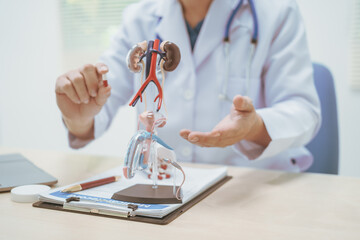 Wall Mural - Male doctor treating male urinary tract diseases, providing consultations at a hospital,discussing urinary tract models,diagnosing urethritis,prostatitis,cystitis, pyelonephritis,offering effective