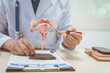 © R Photography - Male doctor treating female uterine diseases at hospital table, discussing uterine disease models,diagnosing uterine tumors, endometriosis,bacterial vaginitis,cervical cancer,HPV-related infections
