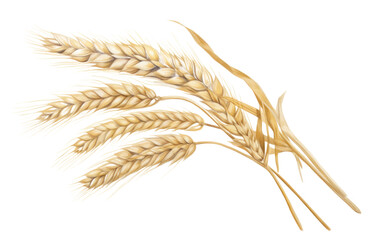 Sticker - PNG Harvest wheat food