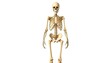 © faturlp24 - Human Skeleton Anatomy Model 3d Render
